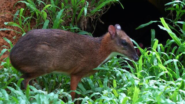 A cute lesser mouse deer standing outside its burrow, curiously explores its surroundings, and walk away, close up shot.