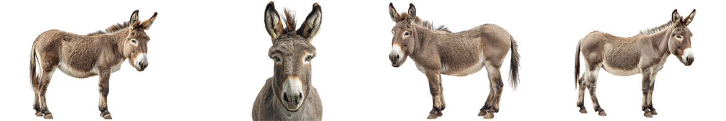 Obraz premium A high-quality image of a donkey, emphasizing its endurance and domestic nature.