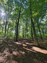 Plänterwald Forest Landscape in Berlin Treptow