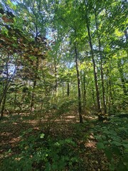 Waldgebiet in Bernau bei Berlin, Brandenburg