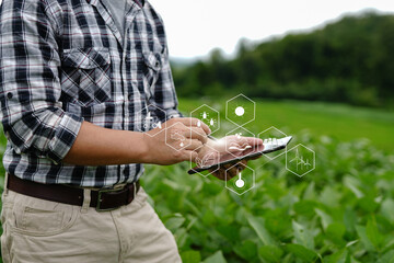 Businessman gardener using tablet Viewing potato plant picture of potato leaves in harvest season...