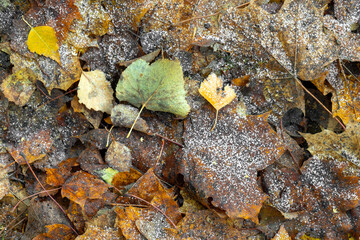 Fallen autumnal leaves with frost lay on the ground, top view