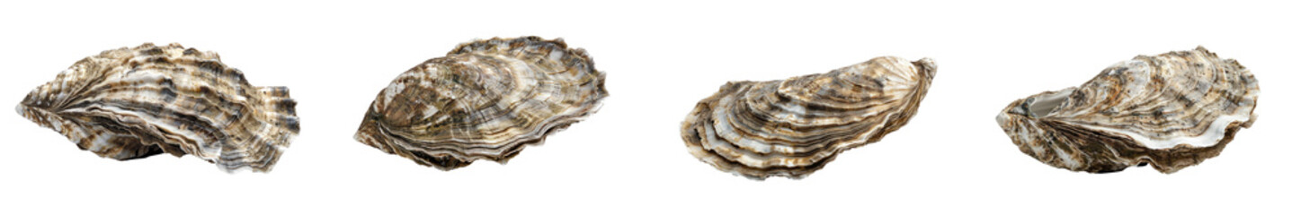 A high-quality image of an oyster, emphasizing its shell and aquatic nature.