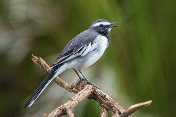 White-browed Wagtail close-up shot with a depth of field background. White-browed Wagtail or large Pied Wagtail (Motacilla maderaspatensis ) 