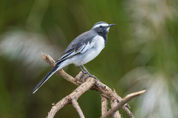 White-browed Wagtail close-up shot with a depth of field background. White-browed Wagtail or large Pied Wagtail (Motacilla maderaspatensis ) 