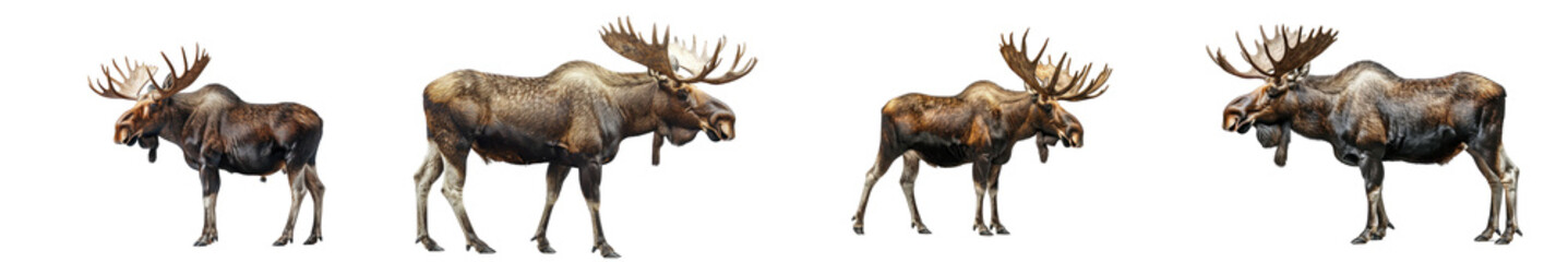 Fototapeta premium A high-quality image of a moose, emphasizing its size and antlers.
