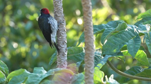 Acorn Woodpecker, Melanerpes formicivorus. Birdwatching in America. Woodpecker from Costa Rica mountain forest. Beautiful bird sitting on the green mossy branch in habitat, Costa Rica. 