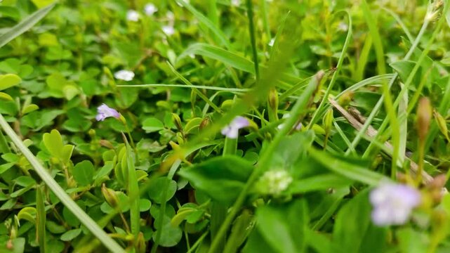 Small Purple Flowering Grass Plant