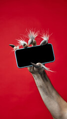 Werewolf's hand with long fingers and nails, paw holding modern smartphone with blank screen...