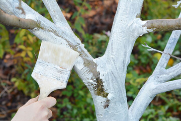 Gardener with paint brush whitewashing fruit tree trunk. Whitewashing covers the trunk of a tree to...