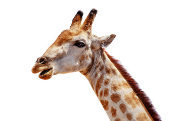 Obraz premium Giraffe head long neck silhouette white background isolated closeup, giraffa face side view, African wild animal wallpaper design, Africa wildlife travel, savannah safari, decoration, animal art print