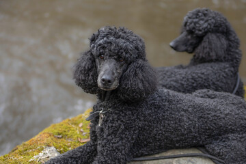 two pretty standard poodles relaxing outside