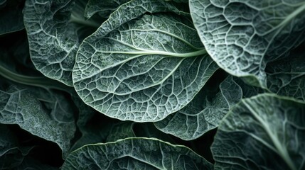 Fototapeta premium A macro shot of cabbage leaves with intricate veins and textures, capturing the natural beauty and detail of the vegetables structure under soft lighting.