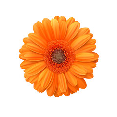 Bright orange flower with petals and detailed center