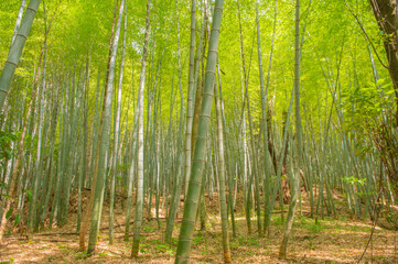 鞍手町・剣岳の緑豊かな竹林の風景