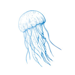 Naklejka premium Vector beautiful jellyfish. Hand painted sketch. Graphic clip art isolated on background. Underwater illustration. For designers, invitations, decoration, postcards, wrapping paper, scrapbooking