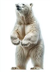 Obraz premium Polar bear isolated on white background