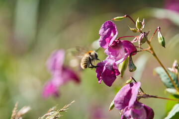 Bumblebee approaching a pink flower in the garden. Insect photo from nature. Animal