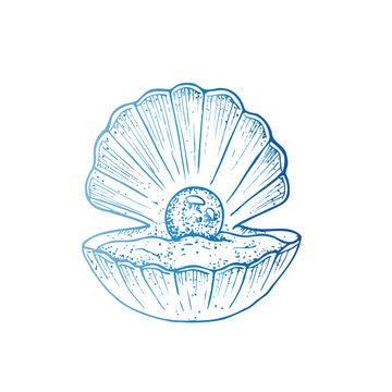 recommend clip art: Vector beautiful shell. Hand painted line opened oyster seashell with pearl. Graphic clip art isolated on background. Underwater illustration. For designers, invitations, decoration, postcards