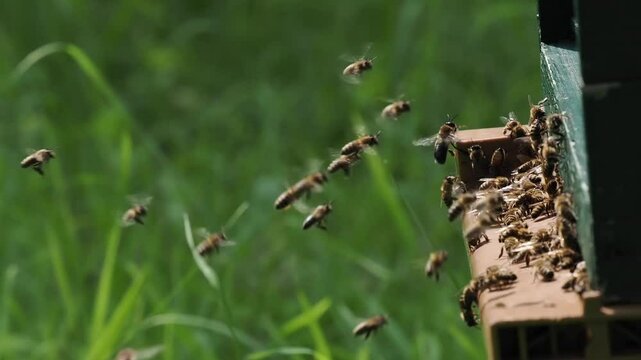 Honigbienen am Stock