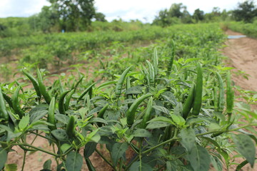 Naklejka premium The group of green chili hot peppers is ready for harvesting in the field.