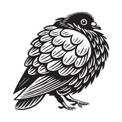 Domestic pigeon Outline Clipart -  Columbidae Bird Vector illustration in black and white 