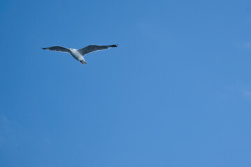 Obraz premium Seagull flying in the sky. White clouds in the background. Bird from the coast.