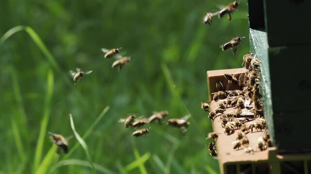 Honigbienen am Stock