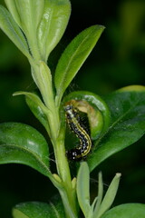 Buchsbaumzünsler,  Cydalima perspectalis