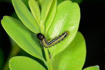 Buchsbaumzünsler,  Cydalima perspectalis