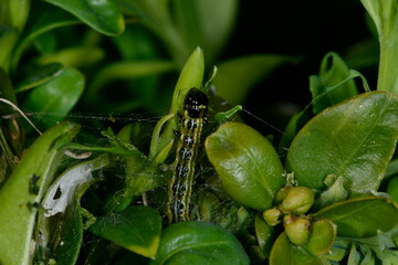 Buchsbaumzünsler,  Cydalima perspectalis