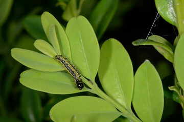 Buchsbaumzünsler,  Cydalima perspectalis