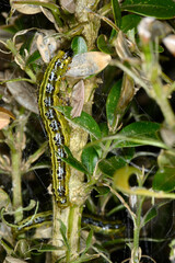 Buchsbaumzünsler,  Cydalima perspectalis