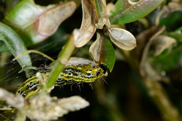 Buchsbaumzünsler,  Cydalima perspectalis