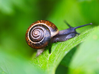 A snail on a green leaf