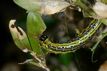 Buchsbaumzünsler,  Cydalima perspectalis
