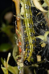 Buchsbaumzünsler,  Cydalima perspectalis