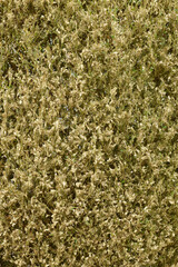 Buchsbaumzünsler,  Cydalima perspectalis