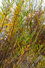 Salix purpurea purple willow or osier is a species of Salix native to most of Europe. Purple willow...