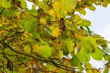 Colorful autumn leaves on a Witch Hazel,in a garden