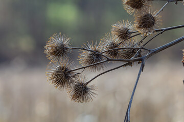 The fruits of Arctium lappa greater burdock, close-up of a plant with pointed spines in sunlight