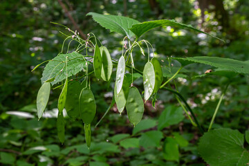 Lunaria plant with Unripe green seedpod and green leaves in garden. Lunaria annua, called honesty or annual honesty
