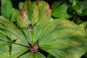 Naklejka premium Very poisonous plant Raven's eye four-leaf Paris quadrifolia also known, berry or True Lovers Knot growing in the wild in a forest