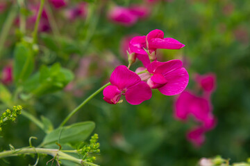 Vicia sativa flowers are blooming in the field