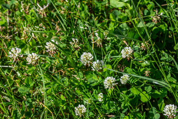 White clover flowers among the grass. Trifolium repens