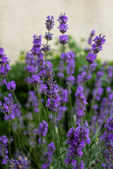 Lavandula angustifolia bunch of flowers in bloom, purple scented flowering bouquet of smelling beautiful plants