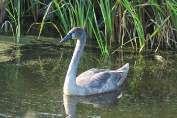 Young Swans Gracefully Gliding on a Serene Pond