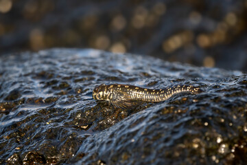 combtooth blenny fish - Alticus monochrus, unique small fish from ocean and ocean coasts of Indian ocean islands, Mauritius island.