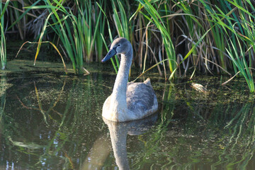 Young Swans Gracefully Gliding on a Serene Pond