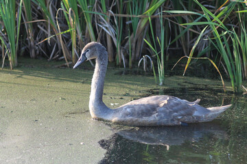 Young Swans Gracefully Gliding on a Serene Pond